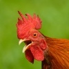 Kur bankivsky - Gallus gallus - Red Junglefowl 5429